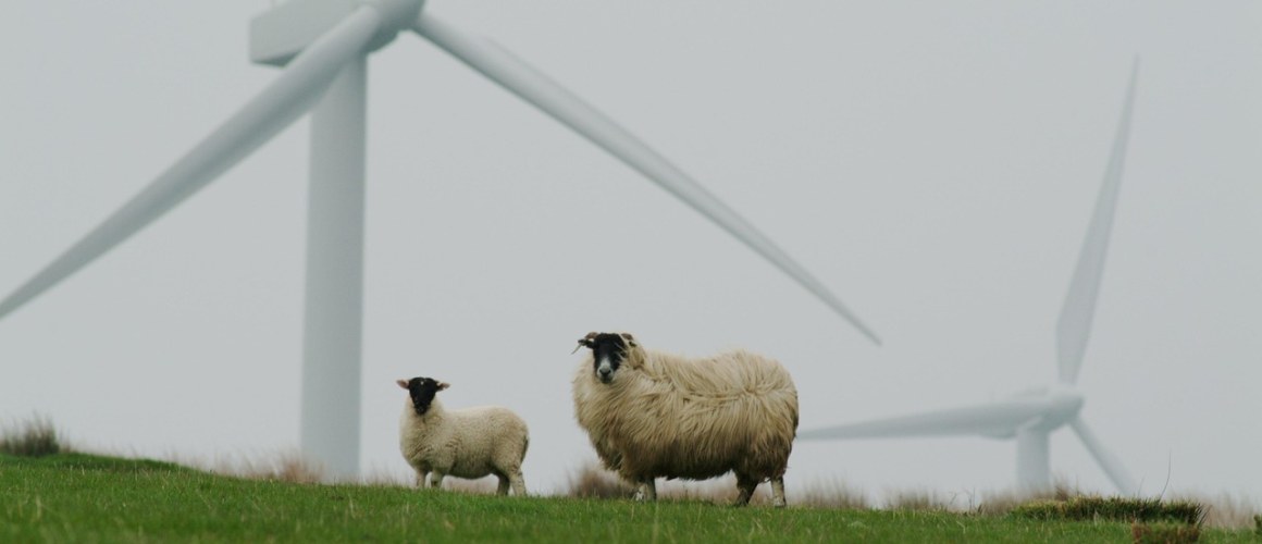 sheep-5915813_1280