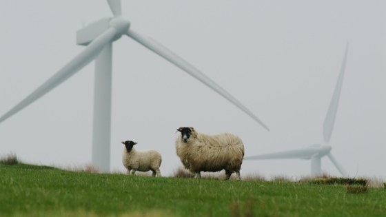 sheep-5915813_1280